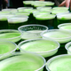 Illustration for article titled Heineken Joins Sam Adams in Boycotting St. Patricks Day Parade